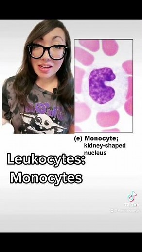 How to identify MONOCYTES.
