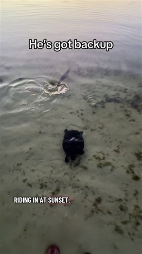 Enjoying Lake Days with Turtle Backup