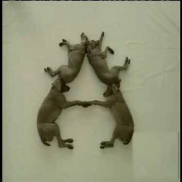 Sesame Street - Weimaraners make the letter "A"