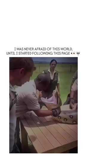 Global Trending Reels on Instagram: "The Green Anaconda (Eunectes murinus) is widely recognized as the heaviest and one of the longest snakes in the world. Found primarily in the swamps, marshes, and slow-moving rivers of South America’s Amazon and Orinoco basins, these giants are members of the boa family. While they are not the absolute longest—a title held by the Reticulated Python—the Green Anaconda's sheer girth and muscle mass make it far more massive, with some individuals reaching weight