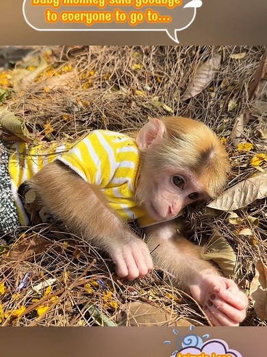Baby Monkey Says Goodbye to Friends - Heartwarming Moment