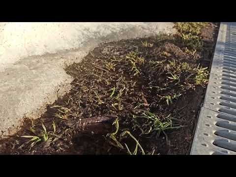 Xiaomi Redmi Note 8 Pro релиз 2019 года video test VID 20260322 171859