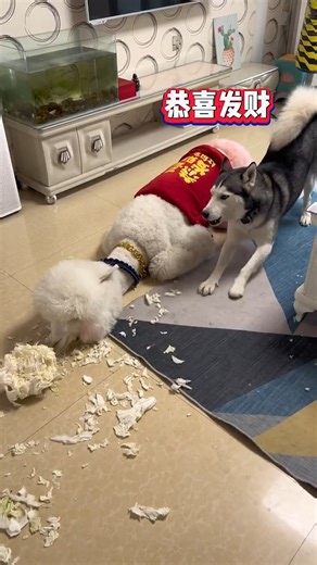 5.7K views · 30 reactions | The wolf falls in love with the sheep! The madness of love...#all #viral #dog #design | Mating Zone | Facebook