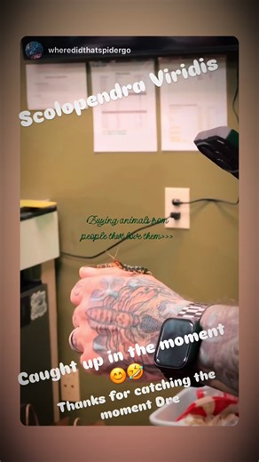 #scolopendra #exoticpets #nature #centipede #scolopendraviridis @Showcase Reptiles