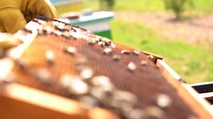 Bees, Hive, Harvest, Farming