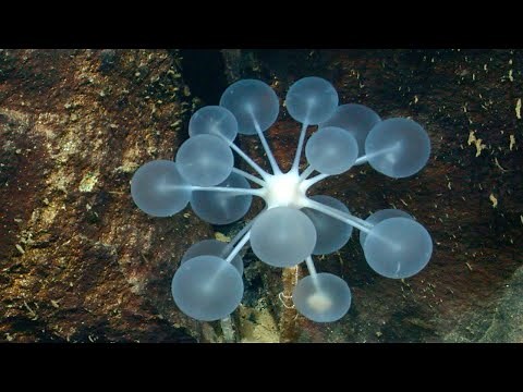 Ping Pong Tree Sponge - Animal of the Week