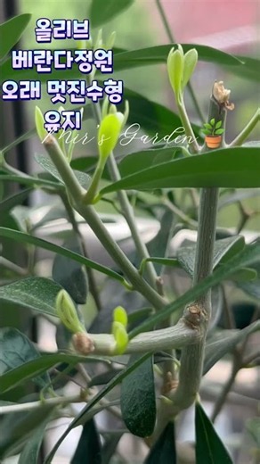 고온다습에 생존하는 올리브나무가지치기,결과,뿌리과습주의,통기성극대화#잠시후#오늘의주인공#관리#건강정보#설명난참조#스트레스풀때#올리브나무실내에서#plants#indoor#shorts