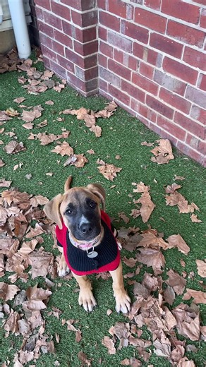 Understanding Dog Head Tilting Behavior and Its Causes