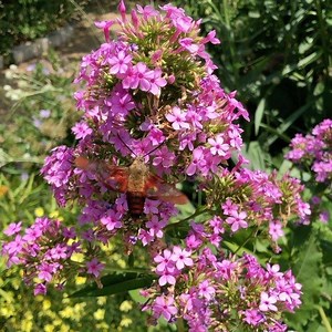671K views · 5.7K shares | It’s a bird! It’s bee! Nope, it’s moth! A hummingbird moth to be precise. This hummingbird moth (Hemaris thysbe) was found enjoying some lunch in our Pollinator Garden at @smithsoniannmnh. : Sarah Dickert, Horticulturist #SmithsonianGardens #OurGardensYourHome #HummingbirdMoth #Pollinators | Smithsonian Gardens | Facebook