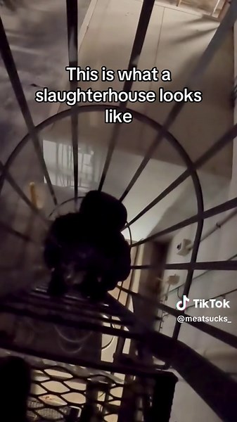 Inside a Slaughterhouse: Understanding Animal Processing