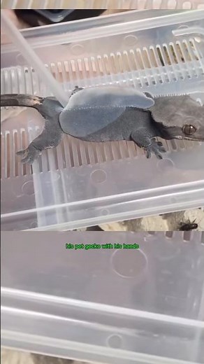 a quick way to peel off a gecko's molting skin without touching it #gecko #lizard #animals #pets