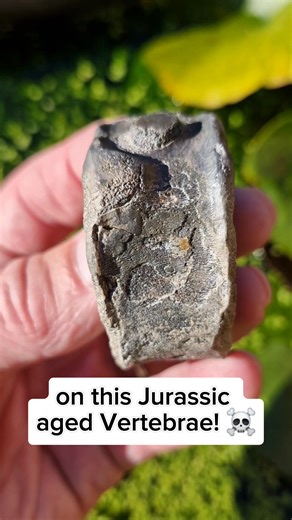 8.6K views · 86 reactions | Marine Reptile bone from an Ichthyosaur washed up on the Beach! 直 #fossilhunting #fossils #reel #coast #rock #sea #beach #ichthyosaur #bone #jurassic | All about the Fossils | Facebook