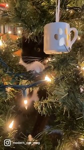 5.4K views · 252 reactions | Do you have a hard time keeping your cats out of your Christmas tree?  This is the first holiday season in her new home for Modern Cat office cat Josephine March. Find tips for keeping your cat out of the tree here: https://moderncat.com/articles/how-to-keep-your-cat-away-from-the-christmas-tree/ | Modern Cat magazine | Facebook