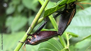 Close up of Giant shield bug (Oncomeris chrysoptera), Giant shield bug or Giant stink bug, mating bug in leaves