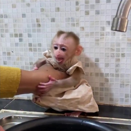 Spoiled Tears: Selena’s Angry Wait➡️click for video: https://monkeydam.com/11823 | Baby Macaque