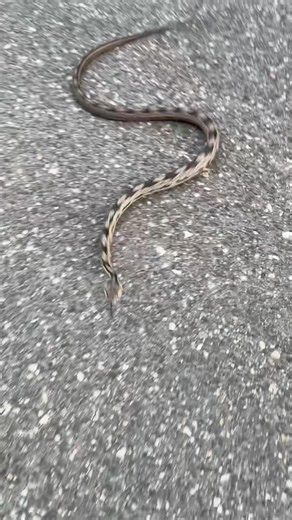 Am I being chased? #snakes #wildlife #animals