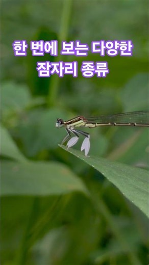 신기한 잠자리 종류 총정리 #잠자리 #잠자리종류 #곤충 #곤충관찰