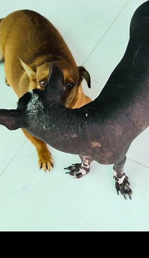 The Hairless Dog | Rare Breed | Animal Facts 🐶
