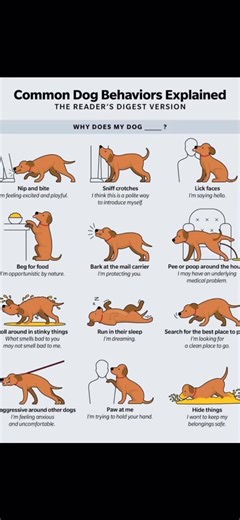 Common dog behaviours #labrador #dogsoftiktok #dogs #dogvideos #pets #cutedog #doglover | Foxredjax