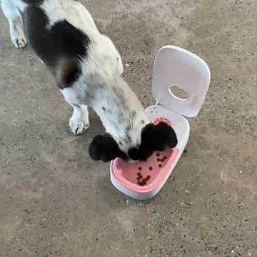 Smart Automatic Pet Feeder with Timer & Stainless Steel Bowl for Cats and Dogs