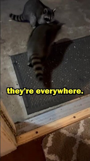 This Anime Caused a Real-Life Raccoon Invasion