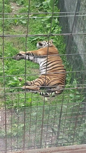 ##how peacefully this creature taking nap##