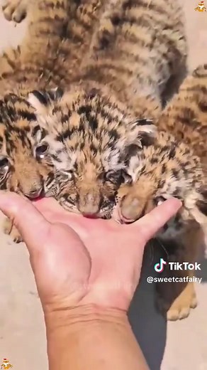 Adorable Tiger Moments That Will Make You Smile