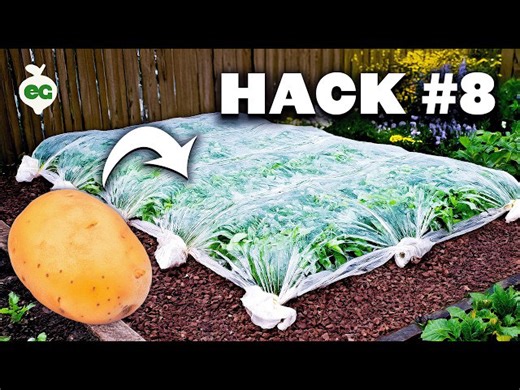 8 Potato Growing Hacks That Actually Work
