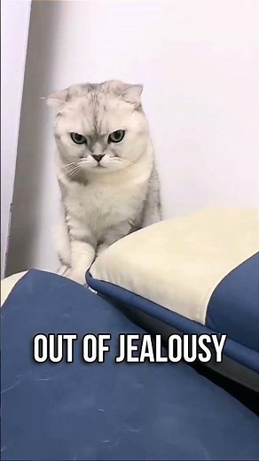 THIS is Why CATS Bite Their Owners #cat #facts