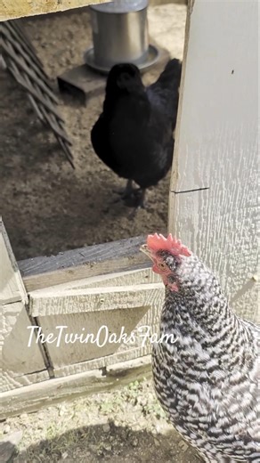 how to make the "chicken math" math
