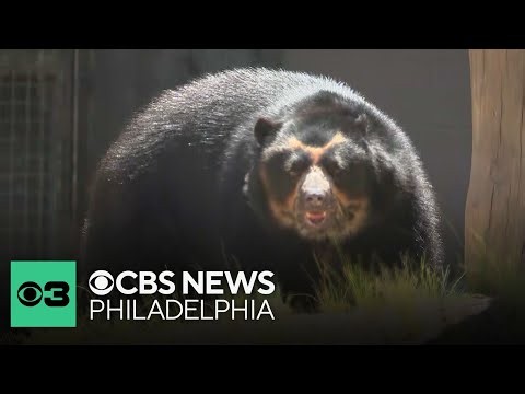 Carey Bear Country opens at Philadelphia Zoo