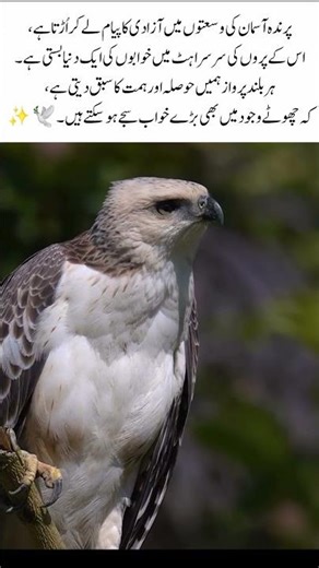 Freedom in Flight 🕊️ | Inspiring Bird Short #Shorts #Motivation