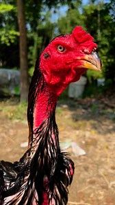 19K views · 1K reactions | Java Aseel on Reels | Facebook