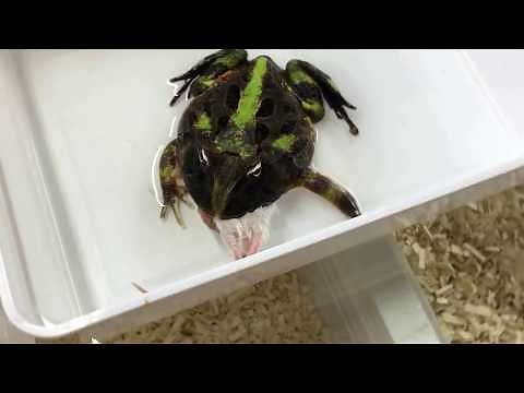 Nourrissage de Ceratophrys aurita, une grenouille Pac-man géante