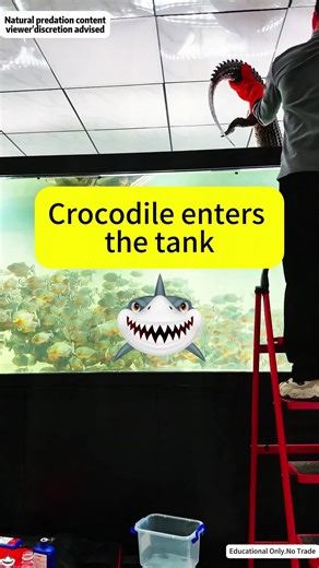 Giant Piranha VS Piranha#Science #FishFeeding#StrangeFish#AnimalScience