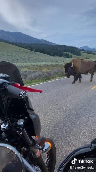 Definitely a surreal moment seeing these beasts up close on the bikes! #yellowstone #montana