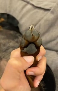 Dachshund club on Instagram: "❤tag your friends ❤️ who loves 🐾dachshund🐾Inbox us to get featured on our page🤩 ......................................... ......................................... follow us @dachshundsclub_ follow us @dachshundsclub_ Credit 📷@maca_thedachshund .......................................... (DM for credit or removal/ No copyright intended.All rights are reserved & belongs to their respective owners.If there any roblem in the post please dm us,we try to fixed it🙂🙂)