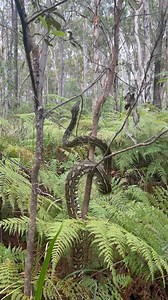 Birds definitely know when a snake is around that’s for sure! This bird had some game coming nice and close to this big python! Isn’t it beautiful watching them climb up and up? The tree was almost too small to hold this big fella up! 🤣 #snake #australia #wildlife #snakecatcher #reptile #qld #sunshinecoast #nonvenomous #python | Sunshine Coast Snake Catchers 24/7
