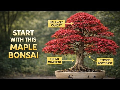 3 Japanese Maple Bonsai Tips 🍁 Acer Palmatum Bonsai Tree Care for Beginners