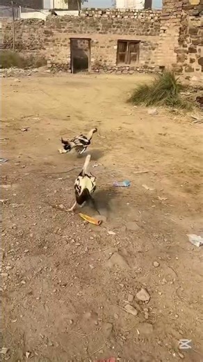 Son_is_very_strong_like_father__white_java_#aseelmurga #youtubeshorts #aseel