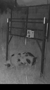 178K views · 931 reactions | Feral pig breeding behaviors. #feralpigs #hogcontrol | Jager Pro Hog Control Systems | Facebook