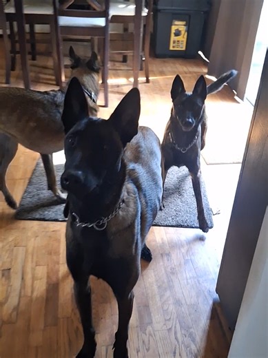 3 dogs starting the morning with Mayhem and prey drive #belgianmalinois #dutchshepherd
