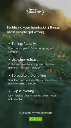 Best Fertilizer for Hemlock Trees — When and How to Feed Them