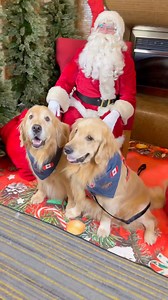 217K views · 17K reactions | We took a trip to Toronto to stay in a hotel and let the boys meet Santa. As some of you know the trip was cut short but we still had a great time  We stayed at the Chelsea Hotel Toronto #santa #goldens #staycation | Sterling Newton | Facebook