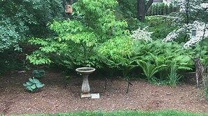 KOI Barbels: When Do They Get It, and How Do They Look Like?