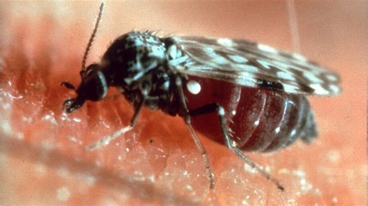 Feel a bite, but no-see-um? What to know about the Georgia pest & how to get rid of them