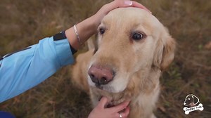 Top 10 Most Popular and Loved Dogs in the World everyone should know | Doggy Hub