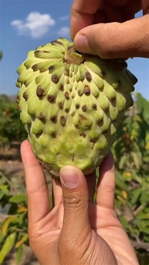 Discover the exotic Cherimoya, also known as the custard apple. With its creamy, sweet flavor that tastes like a mix of banana, pineapple, and strawberry, it’s no wonder it’s called the “fruit of the gods.” A true tropical delight you must try! #Cherimoya #CustardApple #FruitOfTheGods #ExoticFruit #TropicalDelight #SweetAndCreamy #HealthyFruit #FruitLovers #GardenFresh | Mathea's Garden: Plant & Tree Nursery