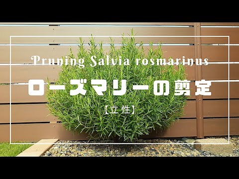 『ローズマリーの剪定』Pruning Salvia rosmarinus