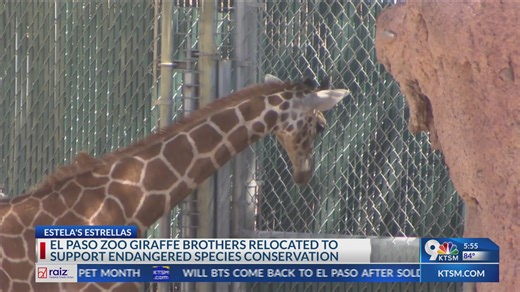 Giraffe brothers say goodbye to EP Zoo